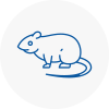 Rat Control Tewkesbury