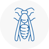 Tewkesbury Wasp Nest Removal